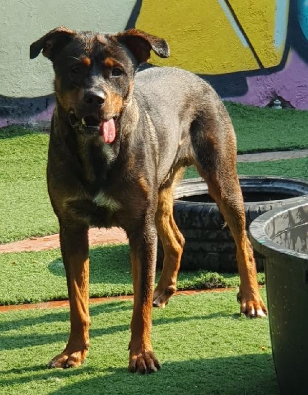 Tiglio Delicato Cucciolotto Mix Rott, Ipovedente A Un Occhio